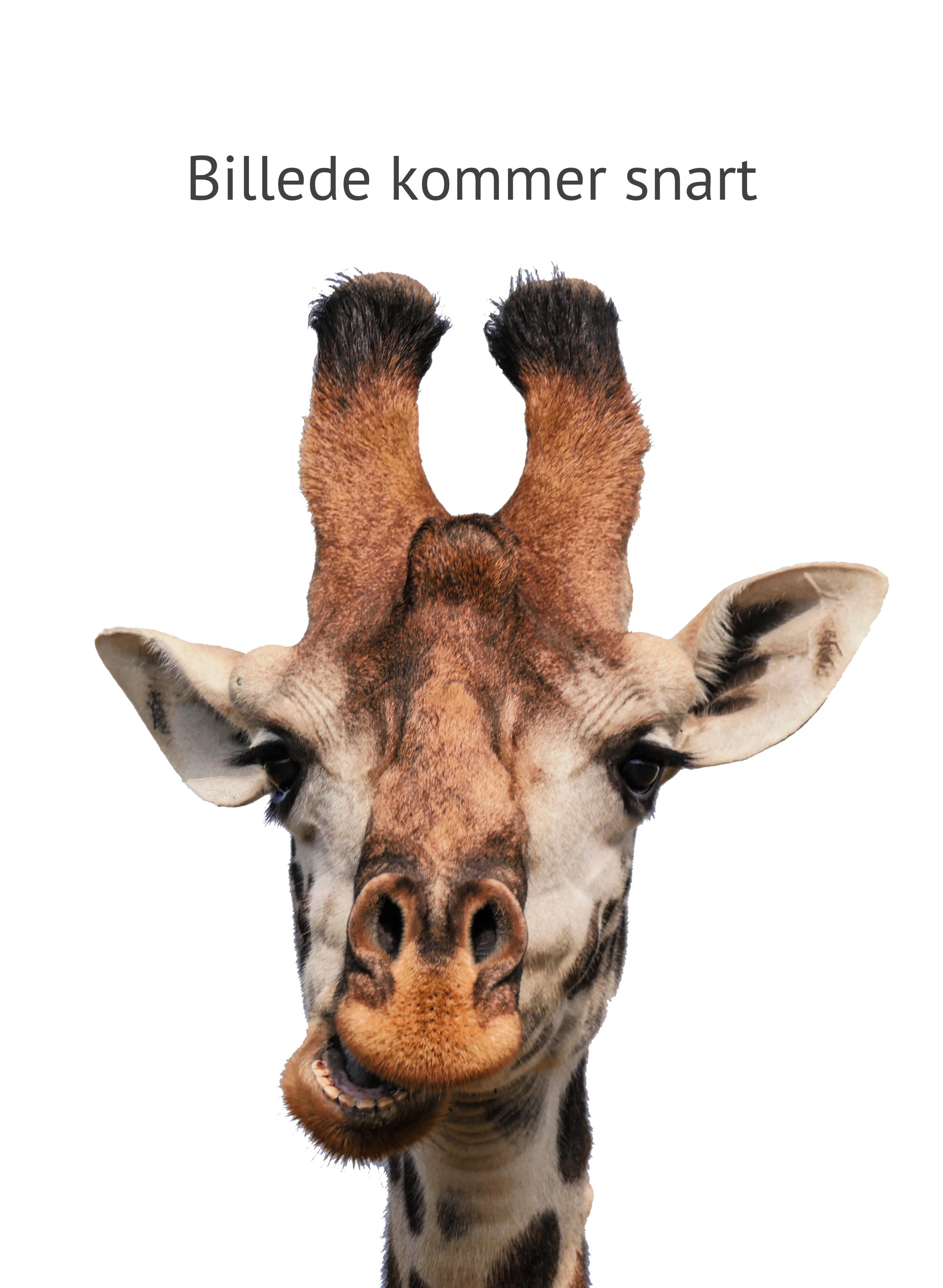 Dr. Johannes Schmutterer