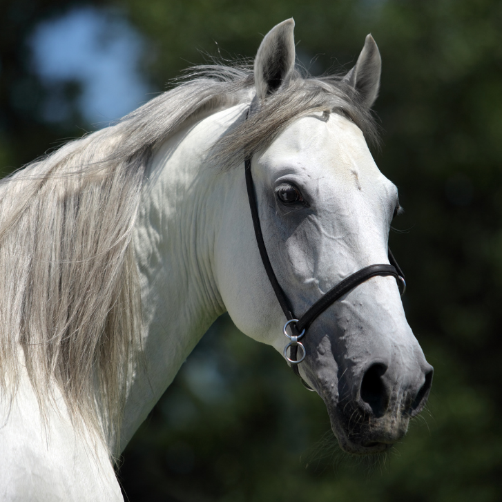 The Acute horse kursus 2023