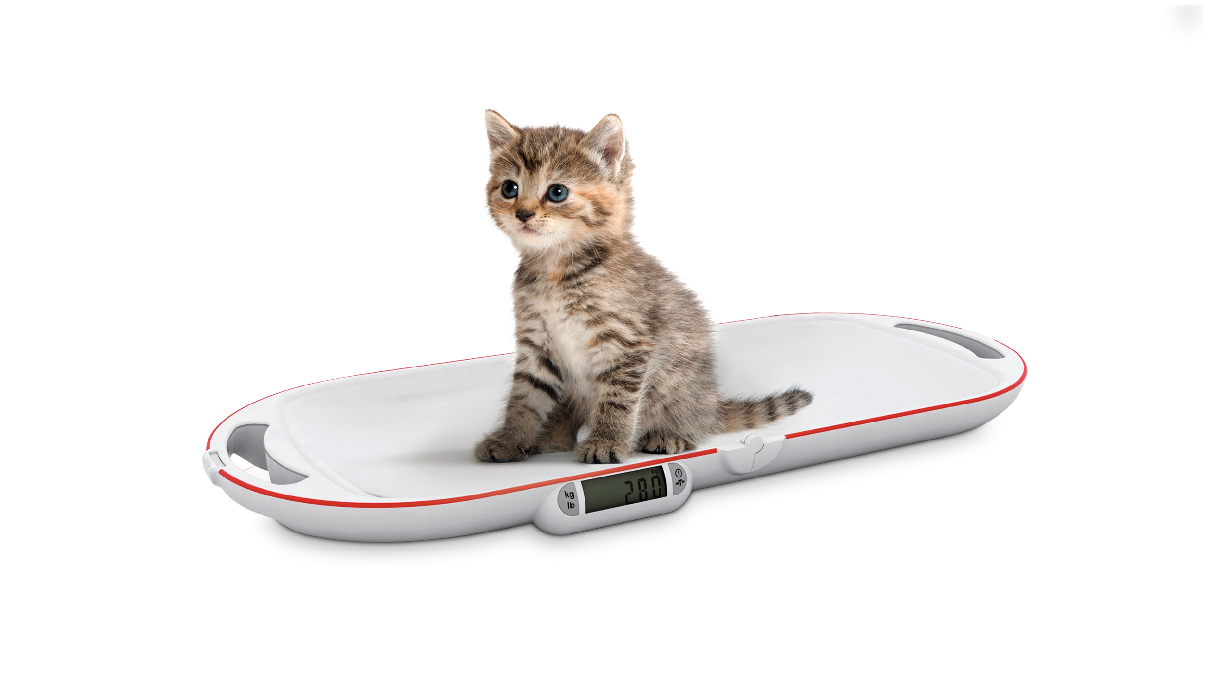 Katze rgb